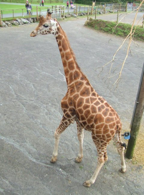 Giraffe at Folly Farm Zoo, near Saundersfoot, Wales Giraffe at Folly Farm Zoo, near Saundersfoot, Wales