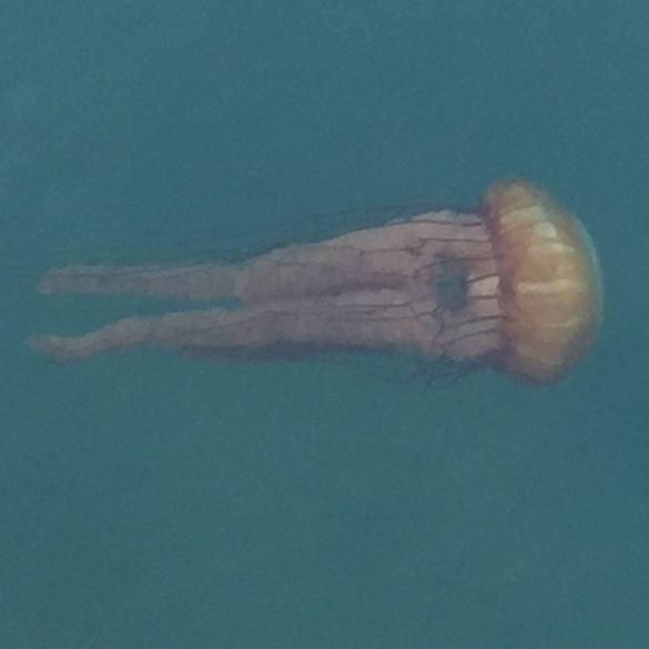 Jelly fish, Monterey Harbour Jelly fish, Monterey Harbour, California