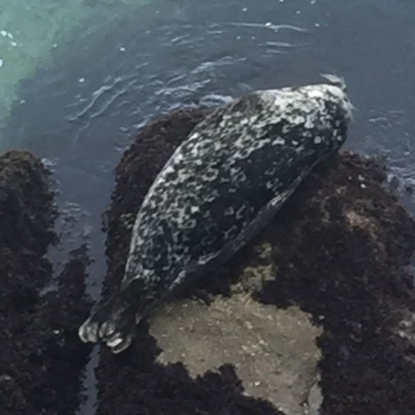 Harbour Seal resting, Monterey Harbour Seal resting, California, USA