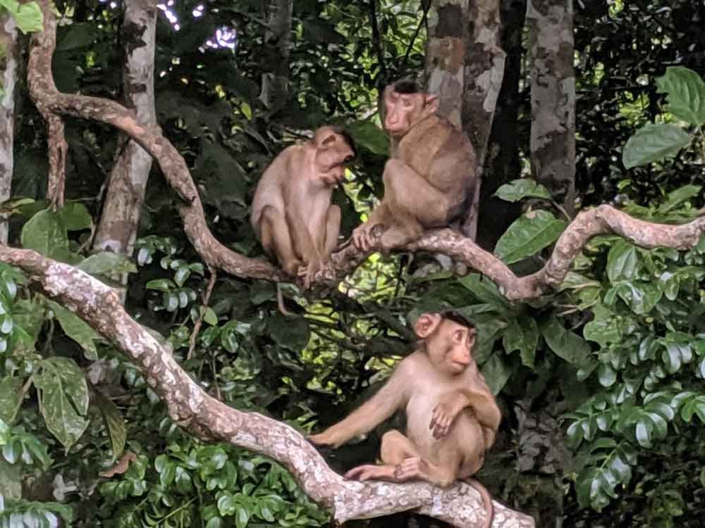 Three monkeys by River Kinabatangan in Borneo Three monkeys in the rainforest in Borneo