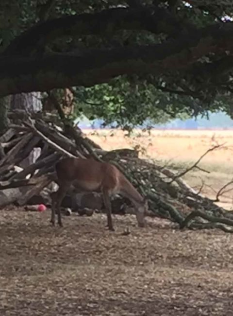 Deer at Bushy Park, Surrey