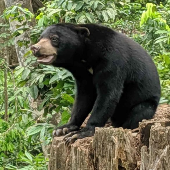 Borneo Sun bear at the rehabilitation centre in Sepilok, Sabah Borneo Sun bear at the rehabilitation centre in Sepilok, Sabah