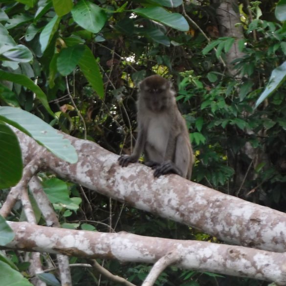 More Monkeys, Kinabatangan River, Borneo More Monkeys, Kinabatangan River, Borneo