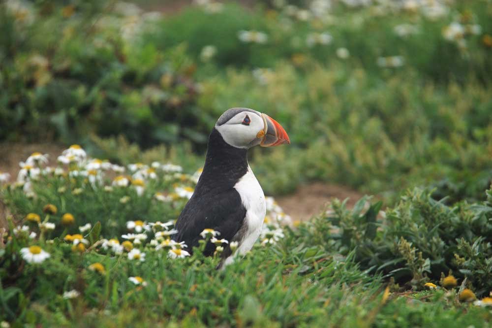 12 reasons why you need to visit Pembrokeshire Coast Park Chimptrips