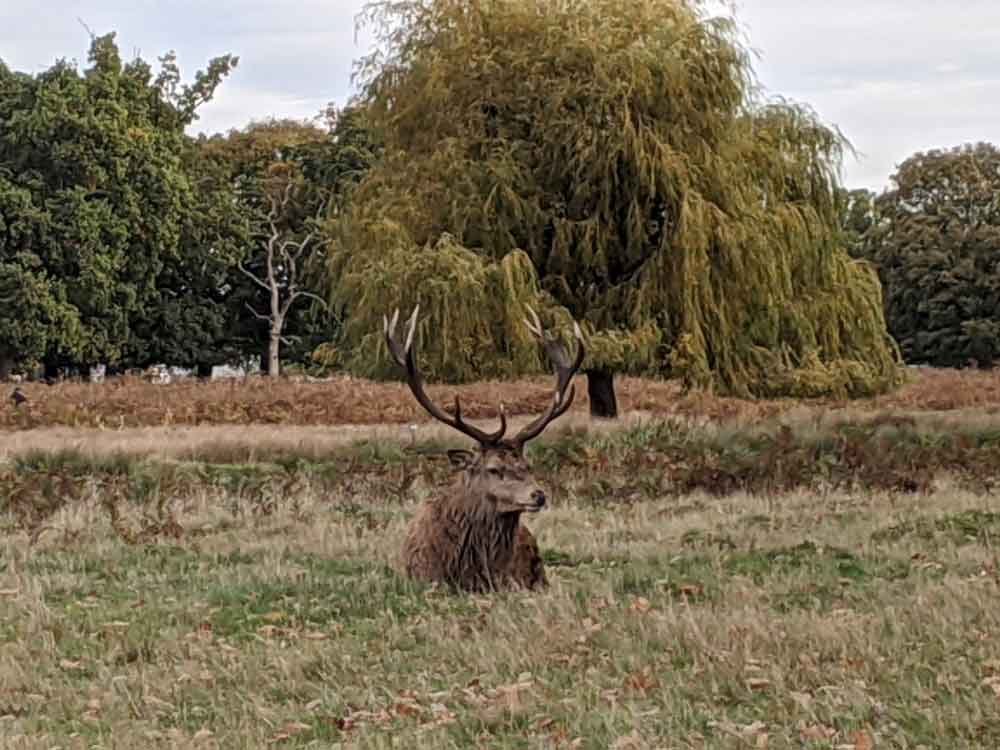 Magnificent Stag, Bushy Park, London, UK Magnificent Stag, Bushy Park, London, UK