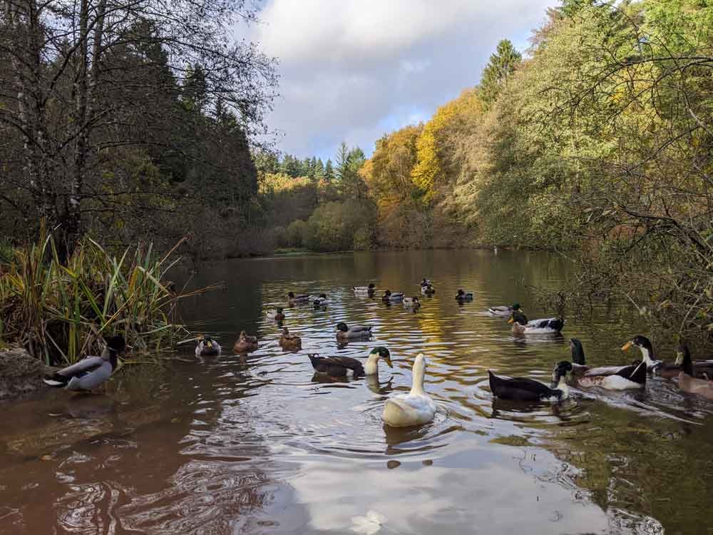 Soudley Ponds, Forest of Dean Soudley Ponds, Forest of Dean, Gloucestershire, UK