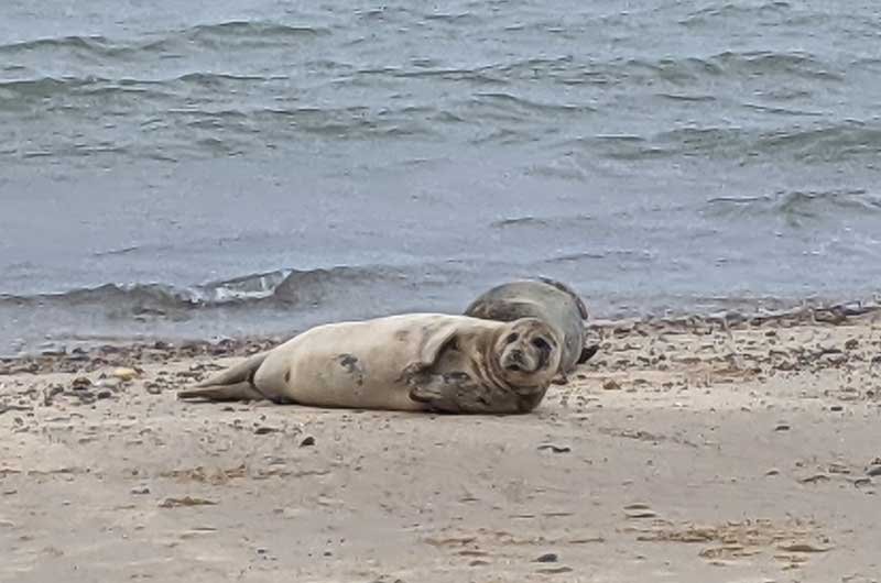 Adorable Basking Seals, Horsey Gap, Norfolk, UK Adorable Basking Seals, Horsey Gap, Norfolk, UK