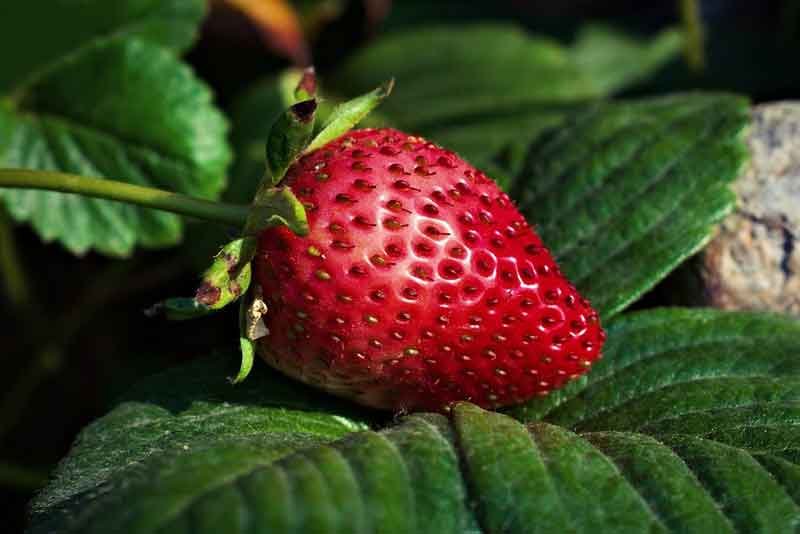 Lone strawberry, Surrey, UK Lone strawberry, Surrey, UK