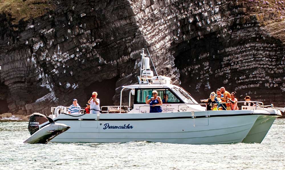 Picture of the Newquay boat trips newest boat the Dreamcatcher with a dolphin breaching close to the stern.