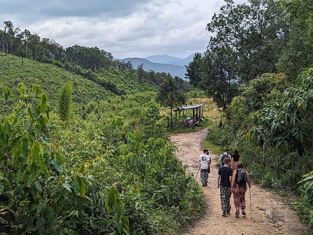 Jungle HIke, Chiang Mai, Thailand Jungle HIke, Chiang Mai, Thailand