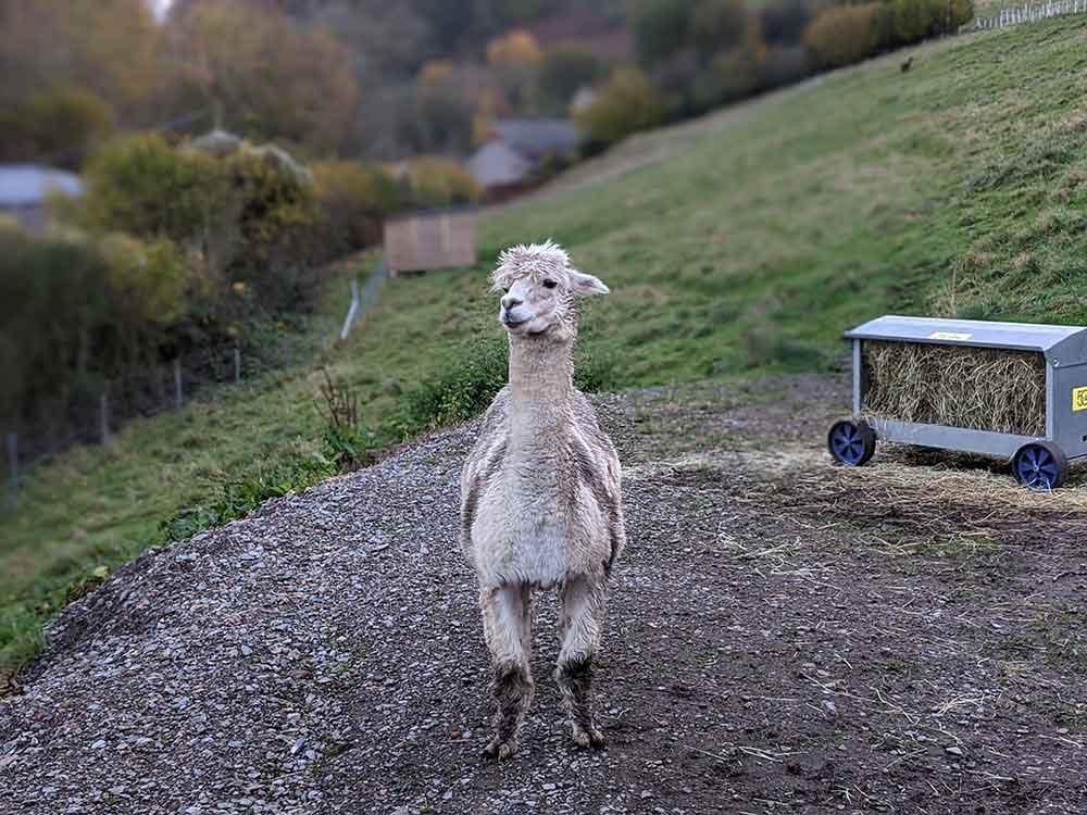 Picture of llama Picture of llama