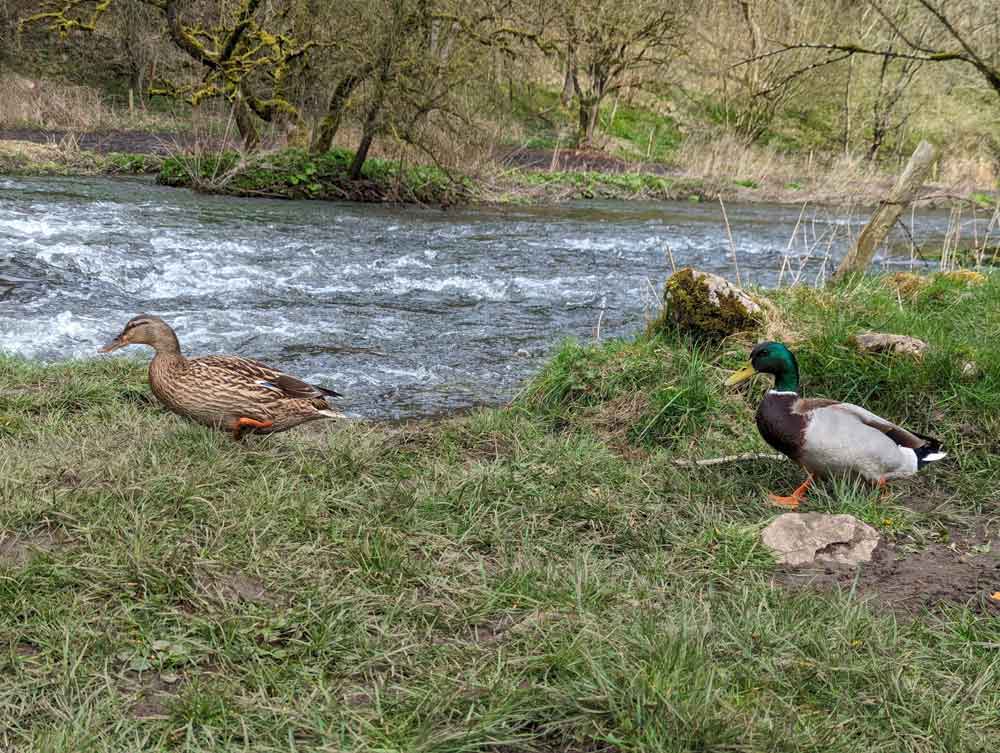 Chee Dale Stepping Stones Walk (circular), Peak District - Chimptrips